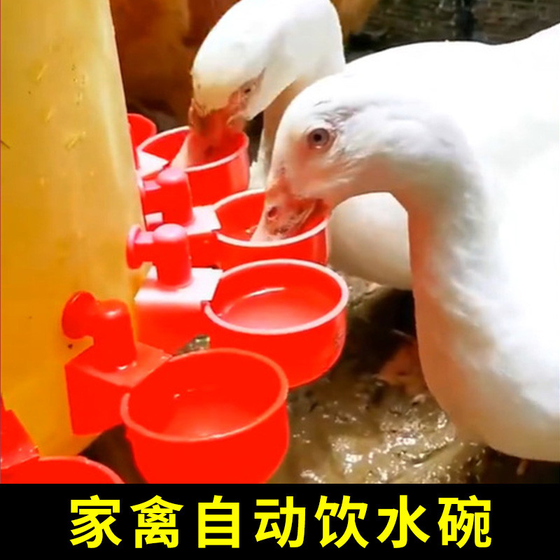 鸡用自动饮水器家禽鸡鸭喝水的喂水碗养殖鸽子饮水槽养鸡喂鸡神器