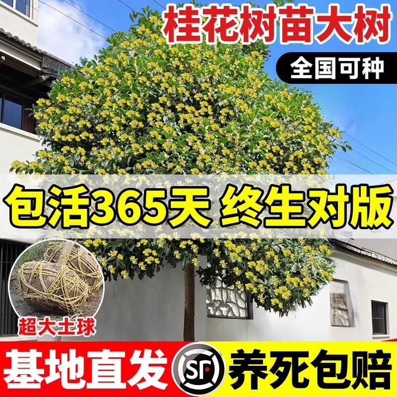 院子里适合种的花金桂桂花树大树花苗庭院四季植物别墅园林绿厂家