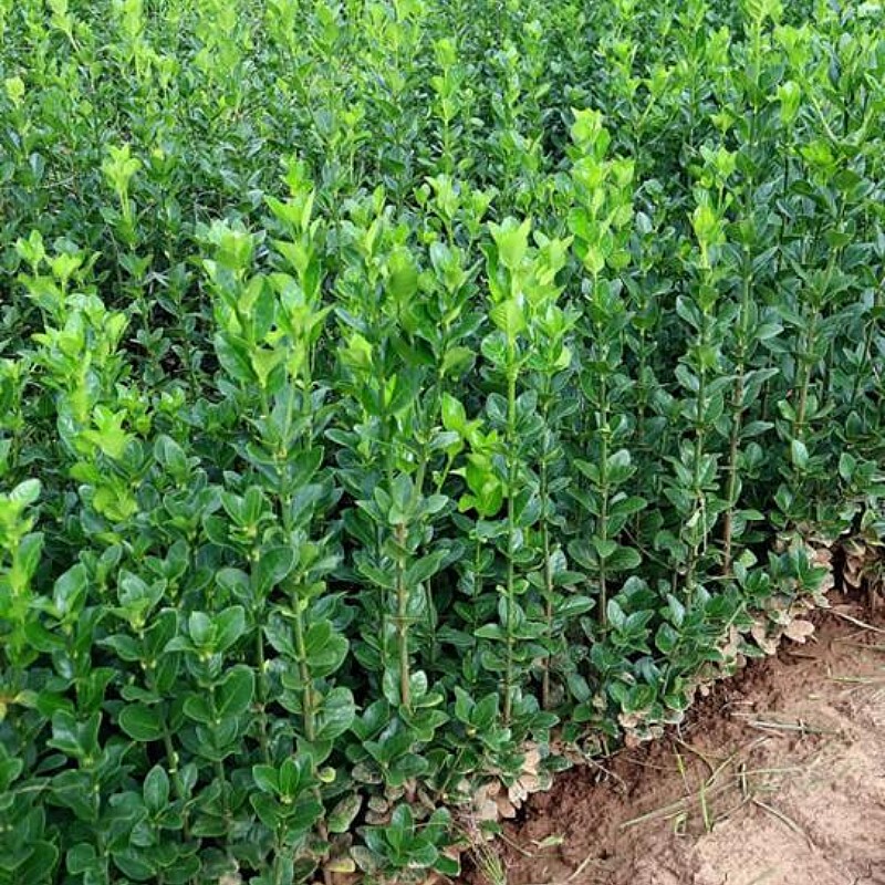 围栏墙篱树植物大小叶北海道黄杨冬发国青苗四季常绿化庭院笆耐寒