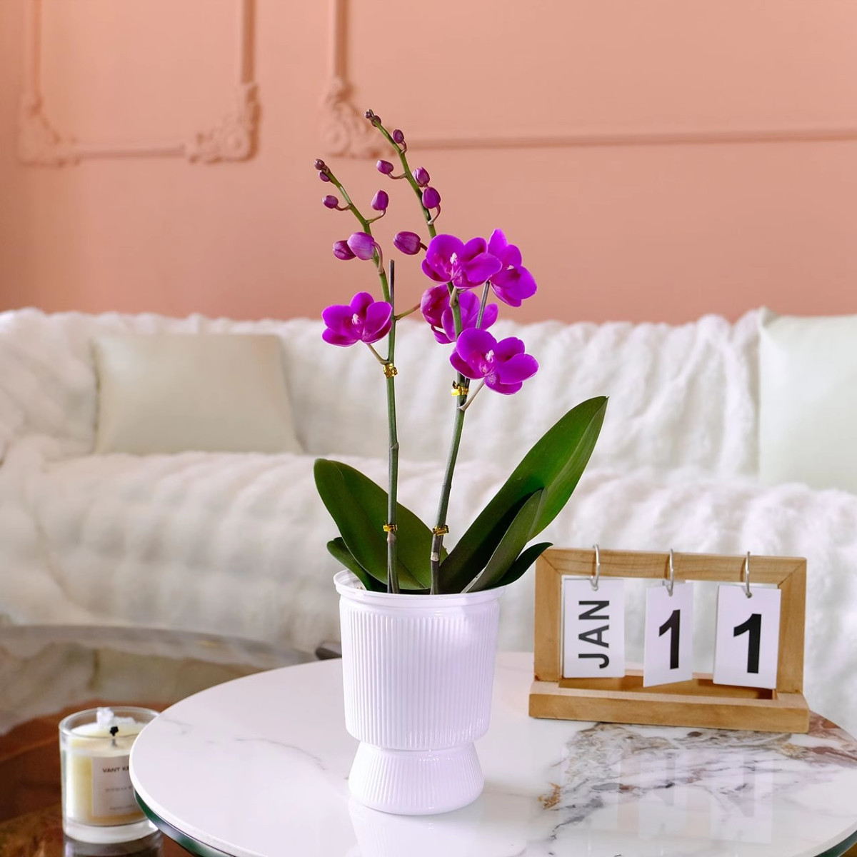 蝴蝶兰盆栽带花精品兰花大花冬季开花客厅室内花卉绿植好养活花苗