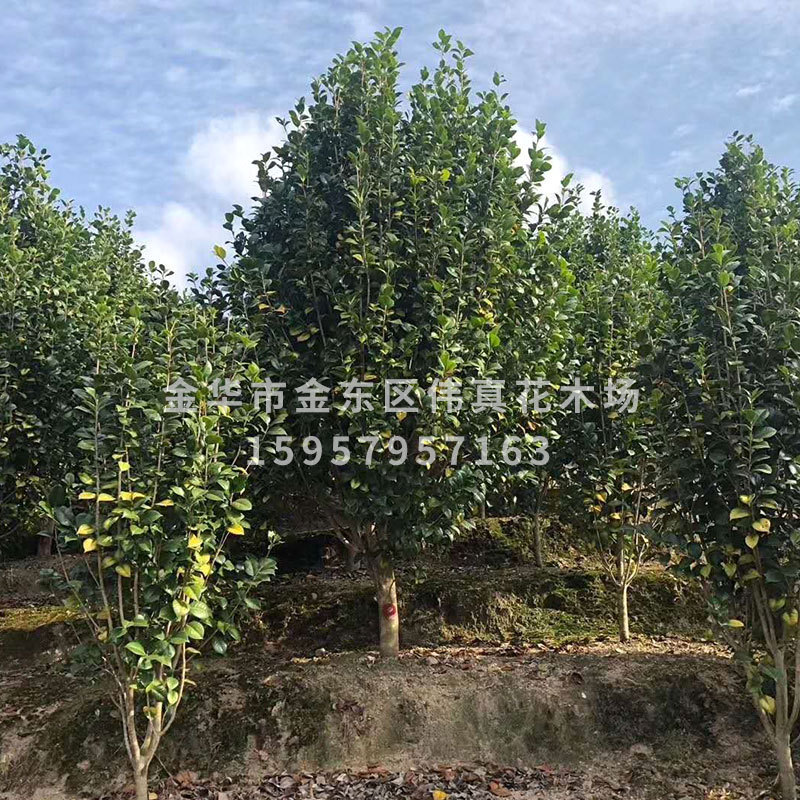 基地批发赤丹茶花小树绿化树盆栽花卉茶花五色