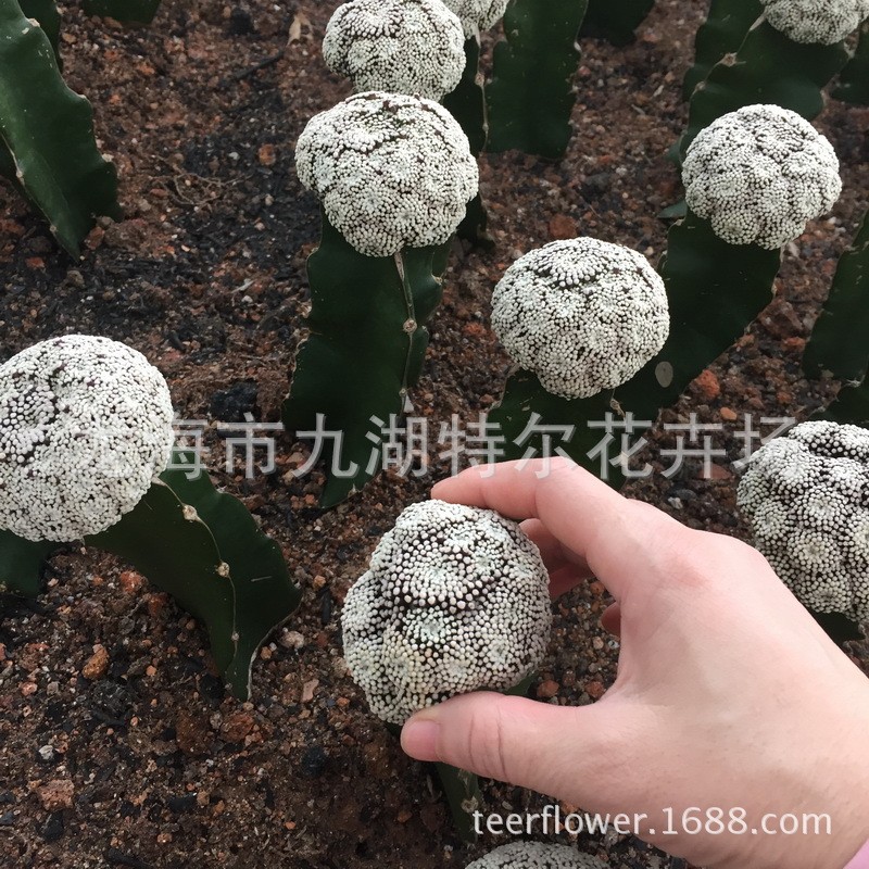 仙人掌科【松针牡丹】4cm带三角桩