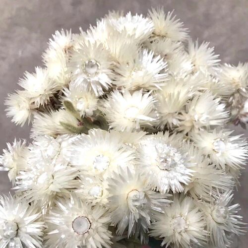 植物进口干花带杆子旱雪莲 插花 工艺品 浮游瓶 配草