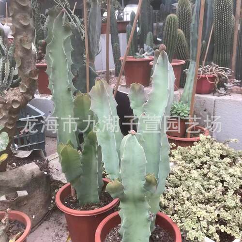 唐人棒孤独景观萝藦科仙人掌多肉植物景观造景盆栽女王沙生植物