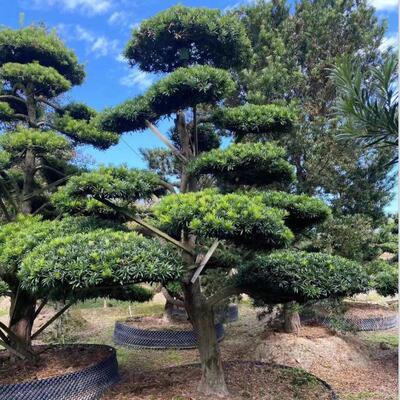 树罗汉松造型批发园林庭院景观绿化树造型罗汉松四季常青规格全