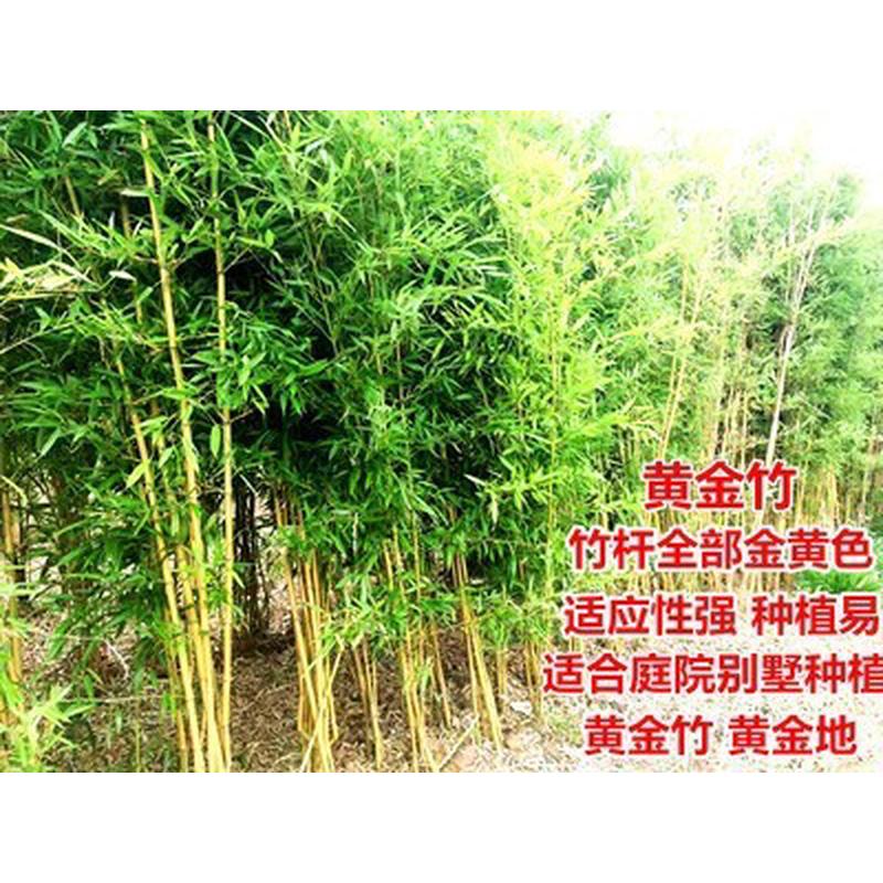 竹子苗大型庭院植物北方耐寒紫竹苗早园竹罗汉四季青毛竹户外盆栽