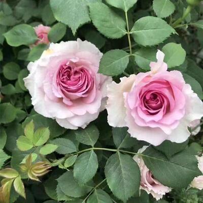 无大刺花藤本浓香月季花苗西枝牡丹四季庭院爬藤花卉无刺蔷薇盆栽