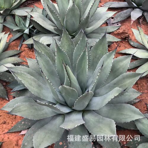 秘鲁仙人掌分叉量多浆植物群生批发天尺仙人柱沙生植物
