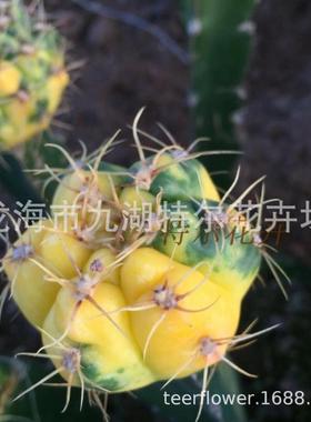 巨象锦天王锦海王锦新天品种耕耘锦稀有地锦仙人球