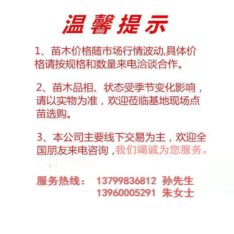 漳州香蕉树种植基地芭蕉树地从优芭蕉树移植热带果树量大栽