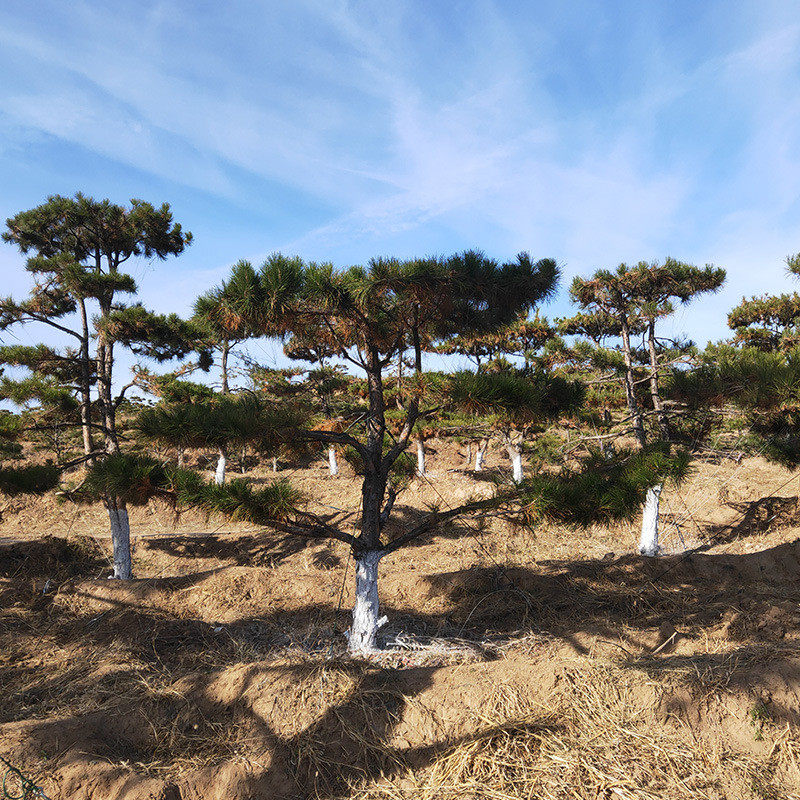 四季常青风景树0.8-1米造型树云杉苗圃批发塔柏树塔柏杆球造型树