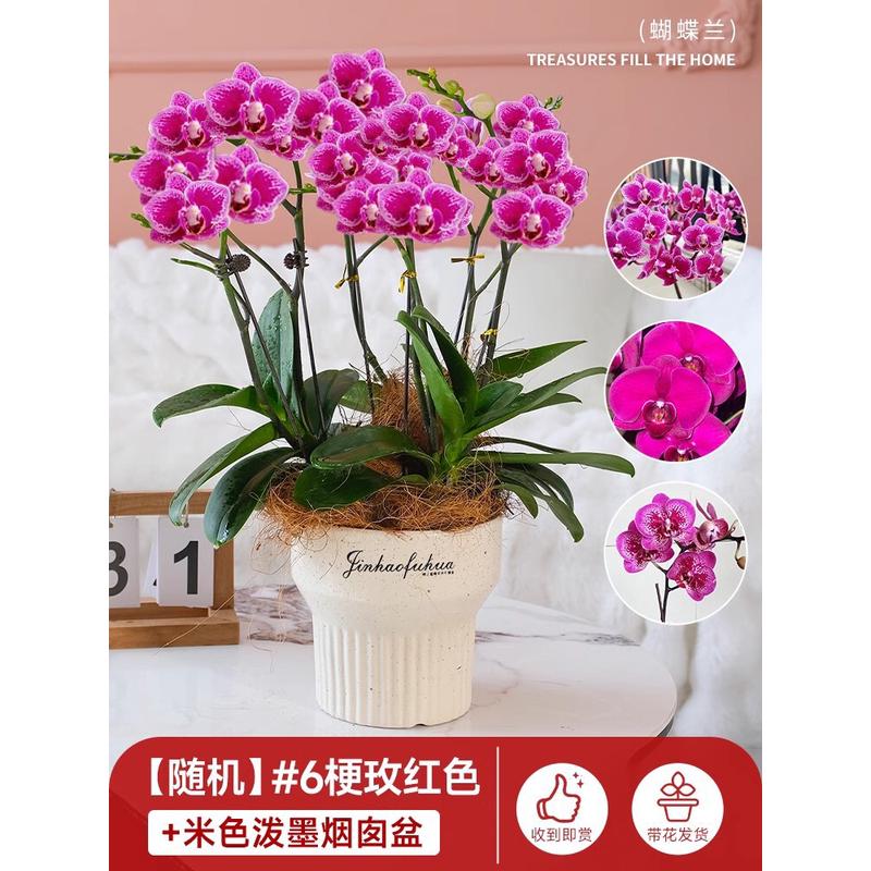 活盆栽带花精品兰花大花冬季开花客厅室内绿植花卉好养蝴蝶兰花苗