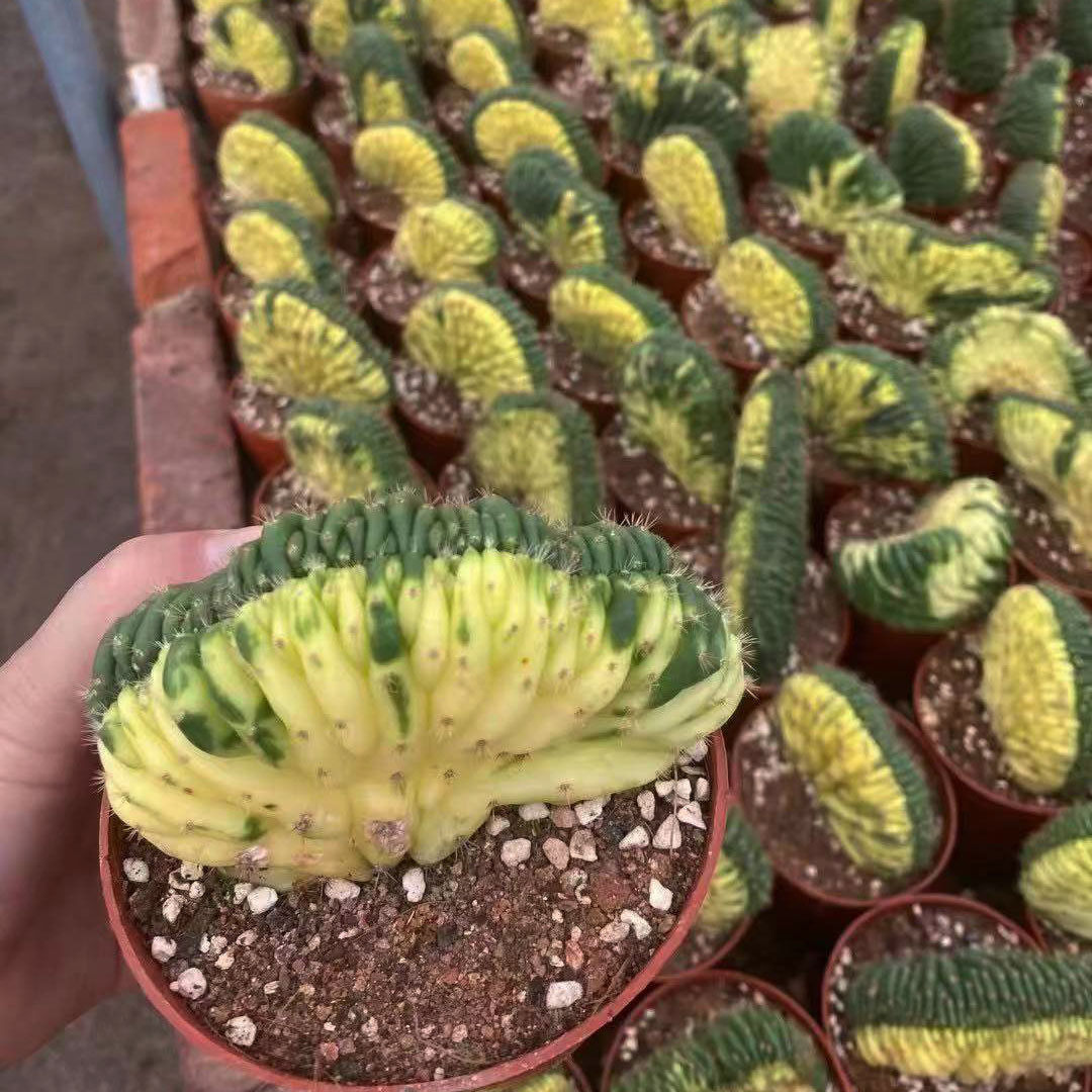 【基地直供】仙人柱多肉植物绿植花卉盆栽多闻缀柱化锦