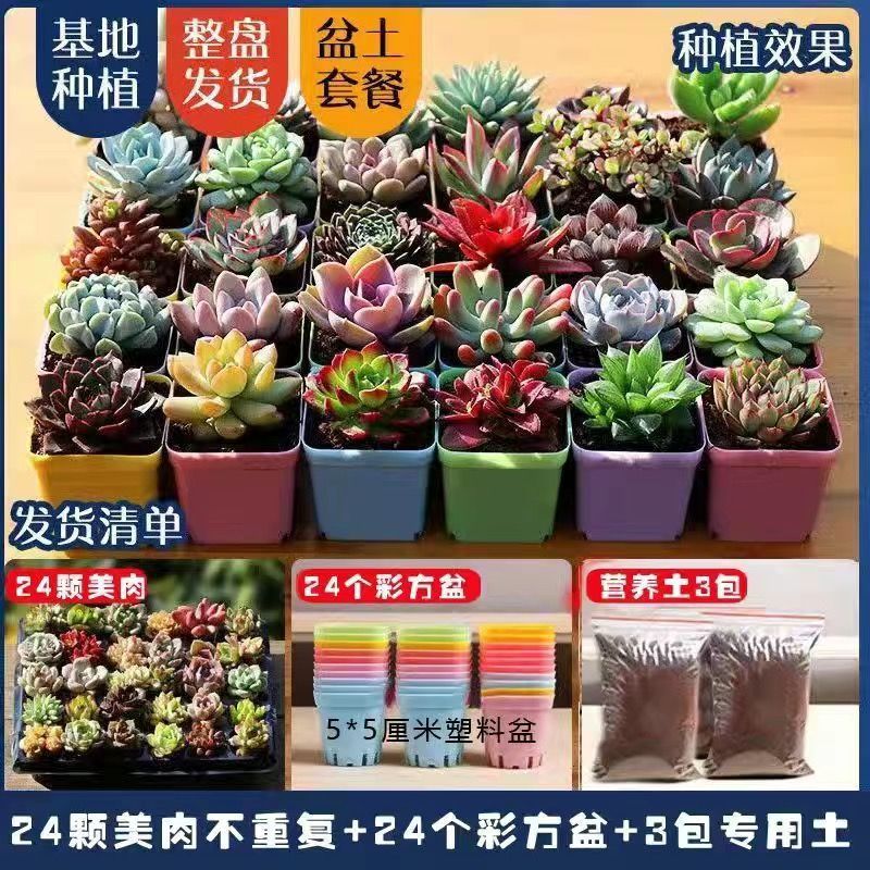 多肉多肉植物批发盆栽组合花卉室内红宝石玉露肉肉豪华园艺