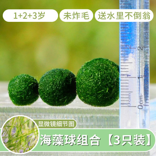 海藻微景观生态瓶室内鱼缸水生植物马里桌面水培创意迷你莫球球藻