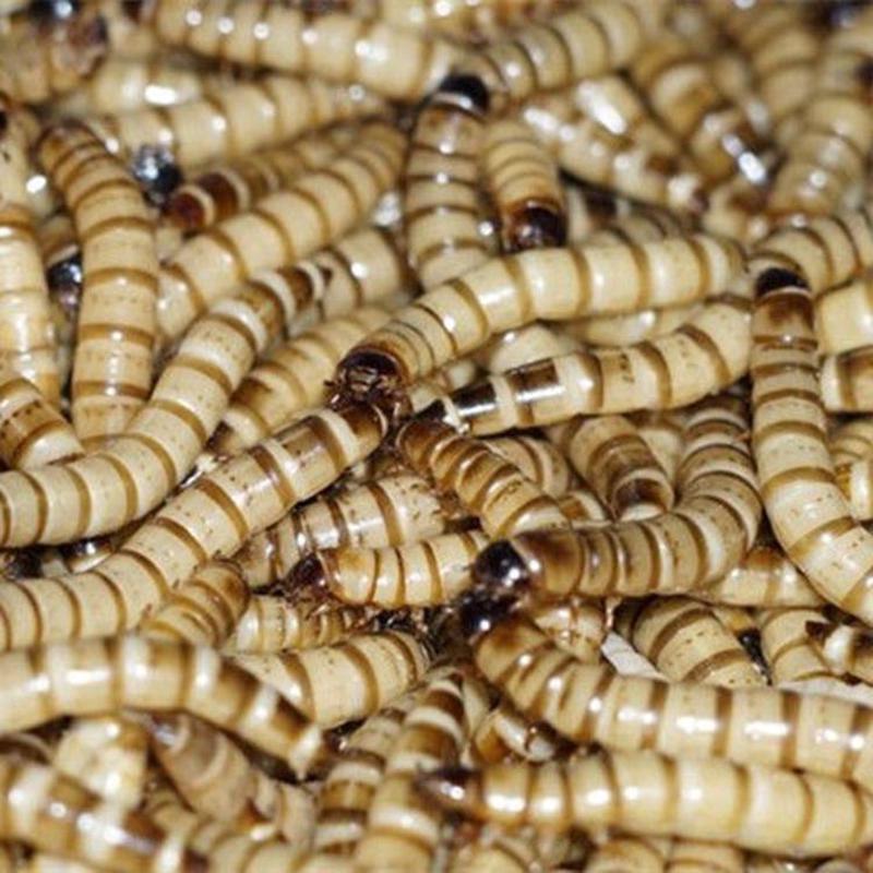 热销养殖场大量活的，大麦虫卵面包虫大麦虫虫供应多种特种昆虫卵