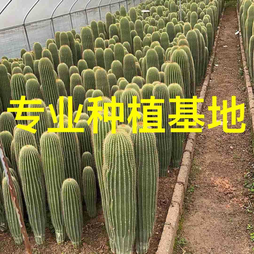 热带沙漠群生量天尺仙人柱沙生植物秘鲁仙人掌分叉批发多浆植物