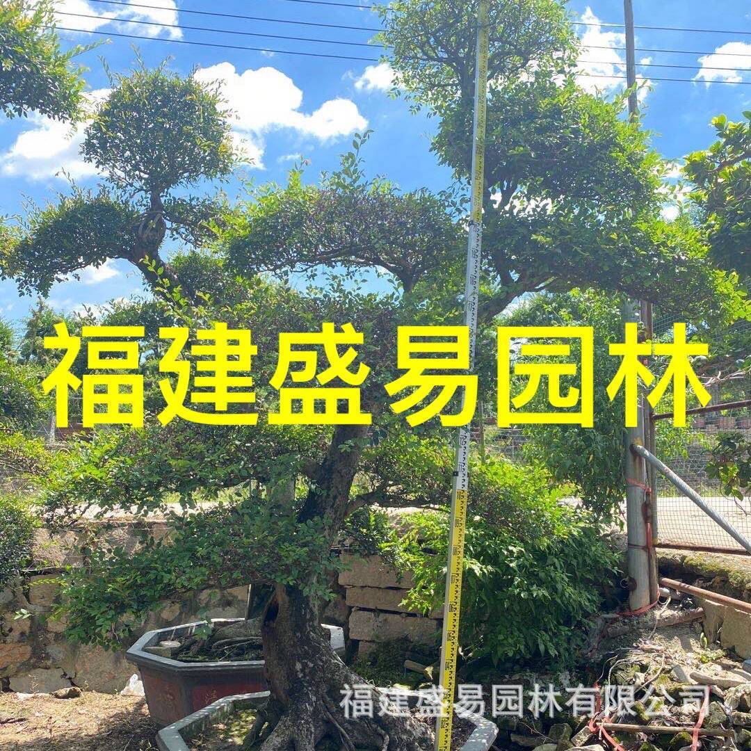 造型榔榆桩头供应榆树盆景报价江苏榆树桩批发榆树桩基地