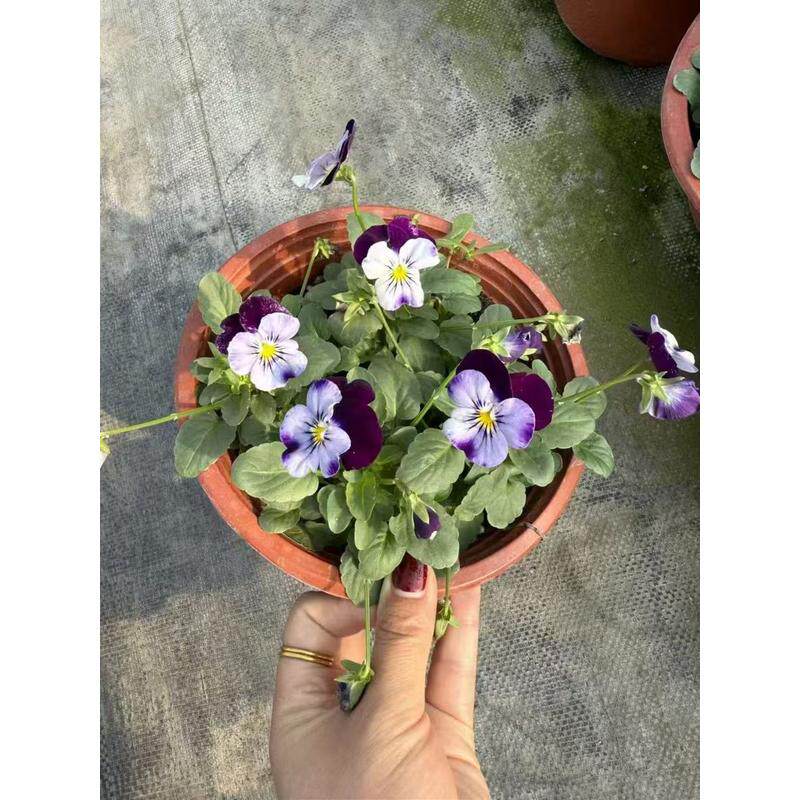 大花三色堇冬季耐寒草花猫脸花三色堇包邮地栽绿化苗多色花苗盆栽