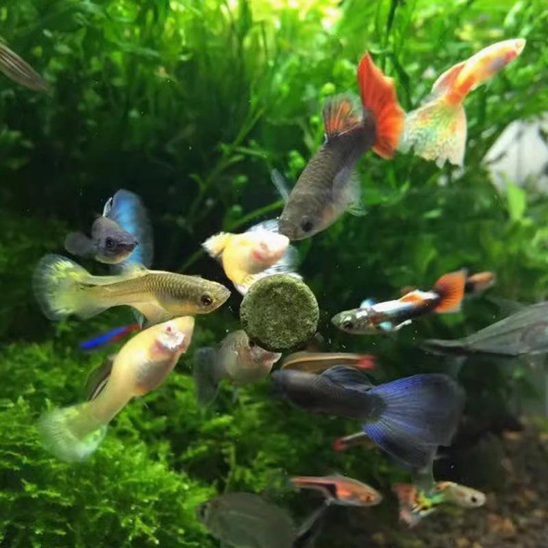小型鱼贴片鱼食螺旋藻小型鱼贴片饲料底棲鱼孔雀鱼灯鱼厂家批发