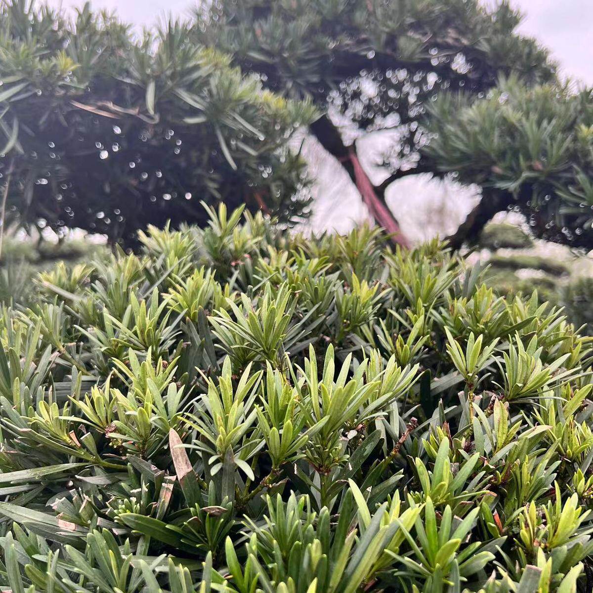 罗汉松造型树挖景观树庭院盆景观赏苗木高度2米至5米现酒店现发