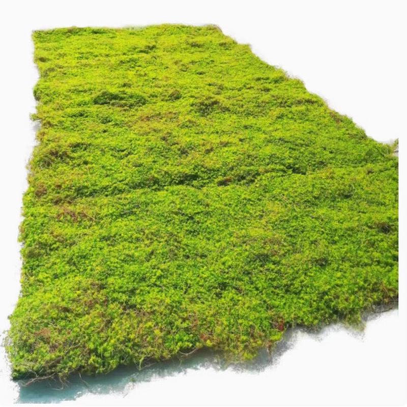 秋色Eva植物墙苔藓地毯平面永生绿黄色草坪青苔墙园林文化馆软装