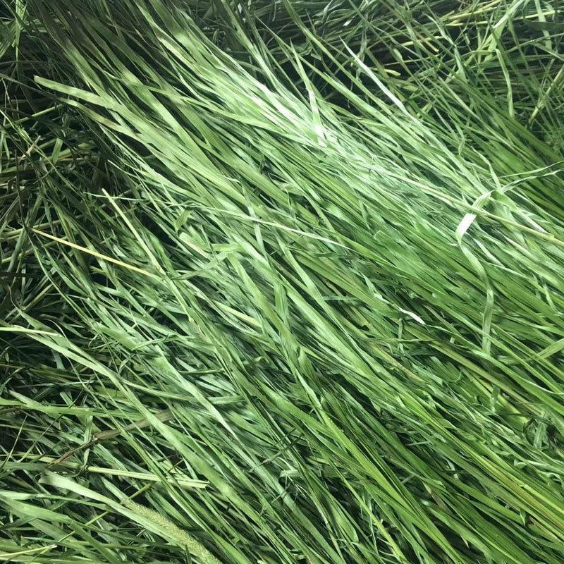 提摩西草干草兔草苜蓿草杆段提摩西草批发提摩西捆荷兰猪草牧草装