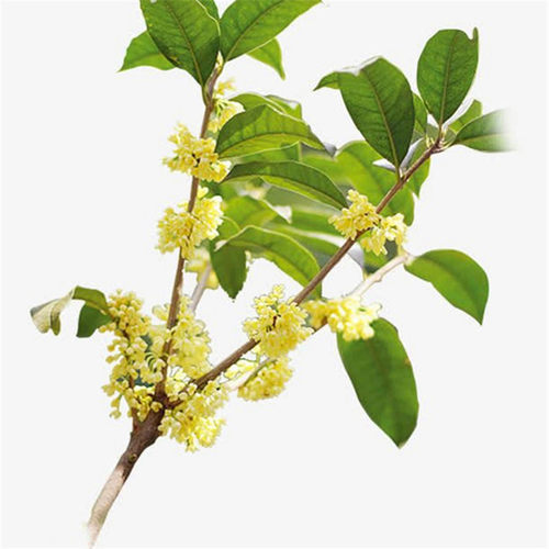 重庆桂花树八月桂花树八公分的江津桂花树品种工绿化树