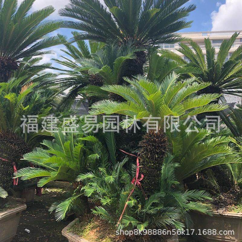 多头铁树供应丛生铁树造型铁树盆景价格大铁树批发铁树基地