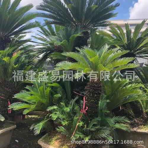 铁树铁树供应丛生多头造型铁树盆景价格大铁树基地铁树批发