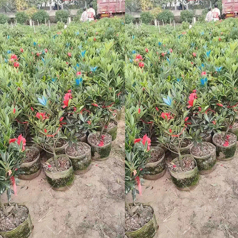 四季杜鹃茶花苗圃直供户外观赏别墅庭院耐寒四季常绿植物杜鹃茶花