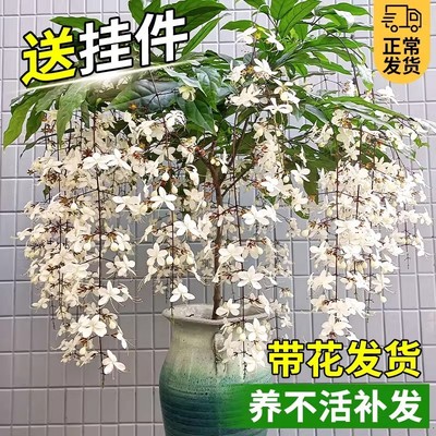 垂丝茉莉适合室内盆栽植物花卉客厅带花苞小苗春日家里阳台养厂家