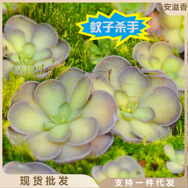 圆切捕虫堇吃虫小黑飞蚊多肉植物盆栽食虫草食人花捕蝇草稀有室内