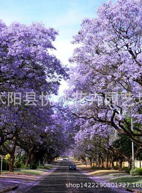 蓝花楹苗蓝花绿化苗木庭院种植行道树风景树点缀观赏植物工程楹