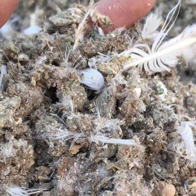 厂家直供鸽子粪改良土壤鸽子粪风干瓜果蔬菜自然种植鸽子粪有机肥
