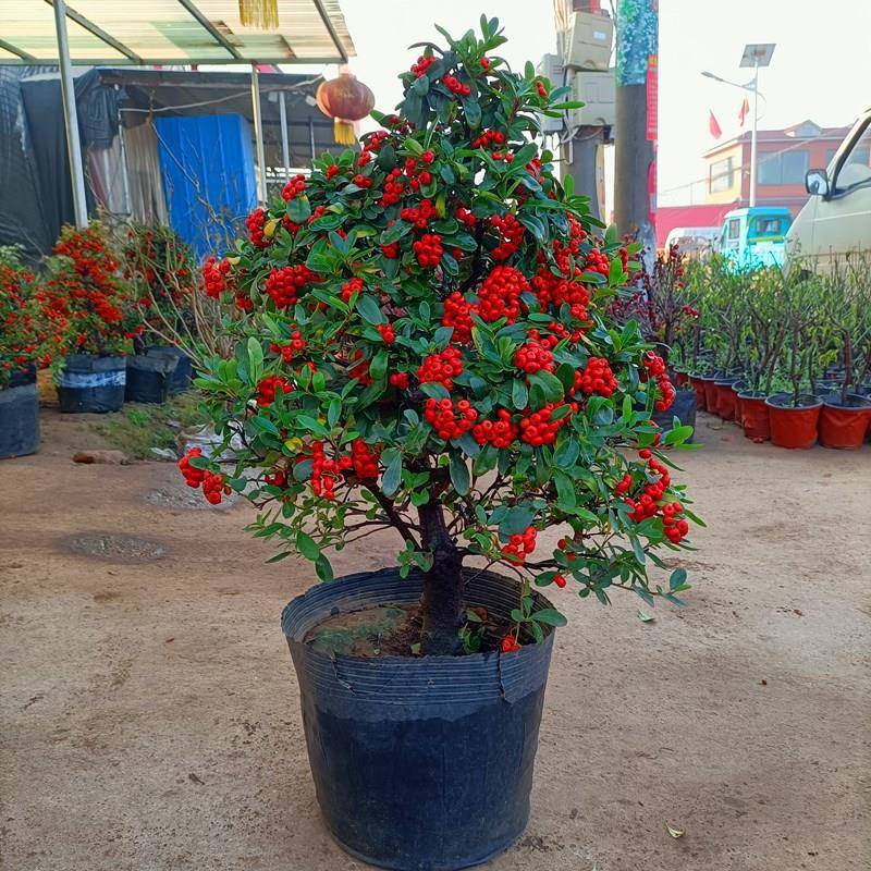 火棘树盆栽吉祥果喜庆果满堂红火棘树桩观花观果盆景红红火火