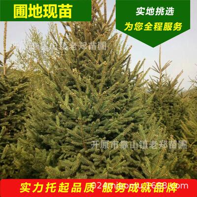 青海云杉红皮青仟白行道树云杉坟地墓园常青乡村绿化扦小苗1～5米