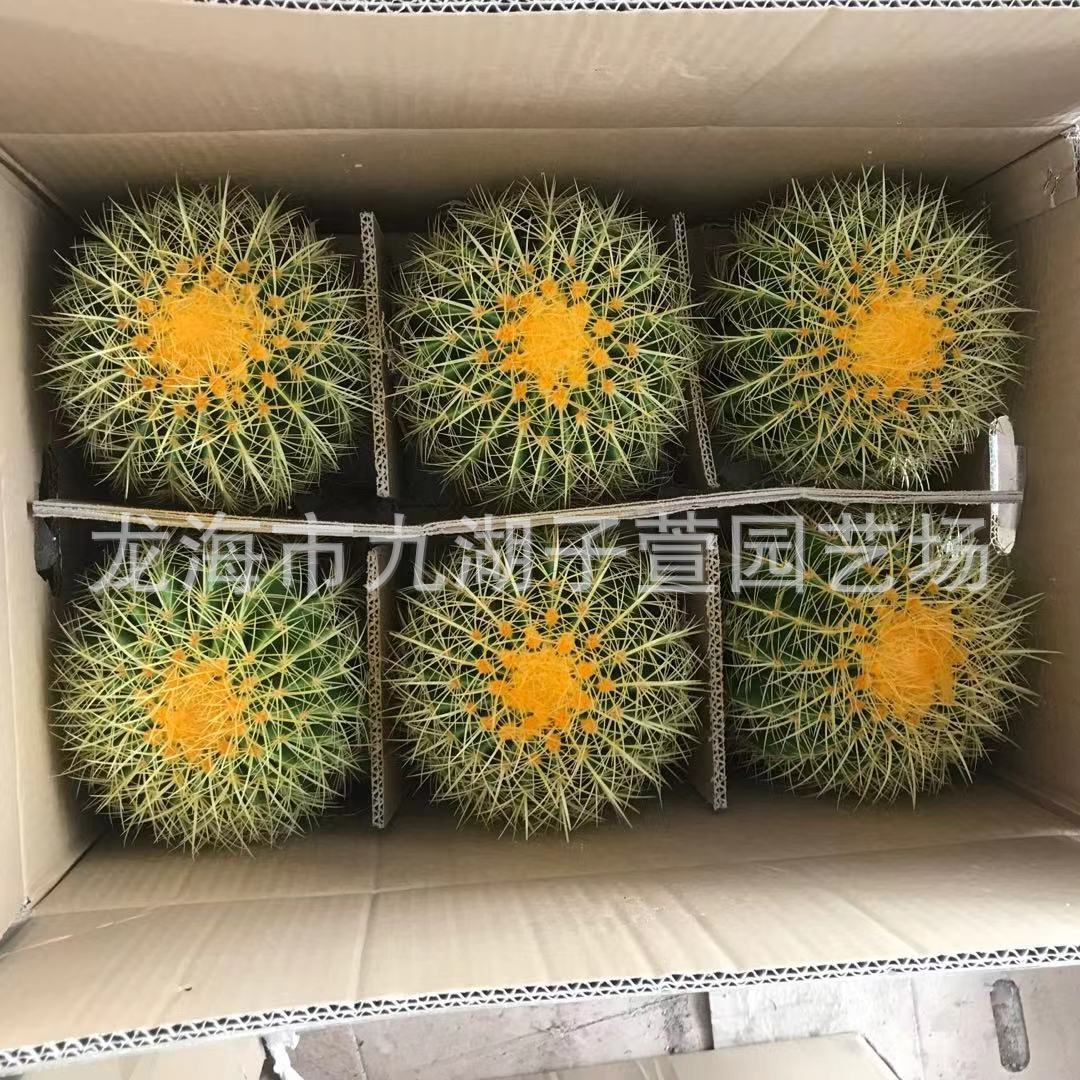 6装金虎仙人球多肉植物裸根球形仙人掌仙人球沙生植物基地直发