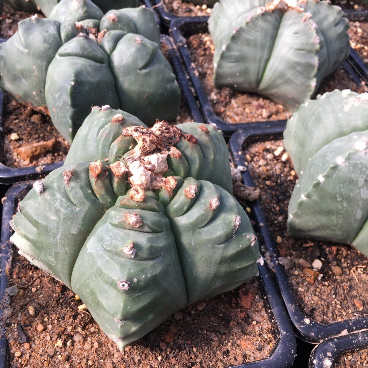 仙人球蓬莱宫盆栽番杏科多肉植物实仙人球生龟甲鸾风玉