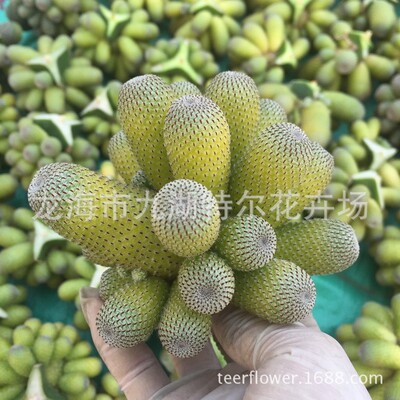 橙宝山锦多头室内桌面绿植仙人球阳台趣味室内盆栽