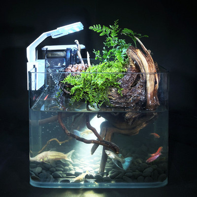 【杜鹃根】小型缸方假山景观盆景趣味植物鱼缸桌面摆件厂家直售