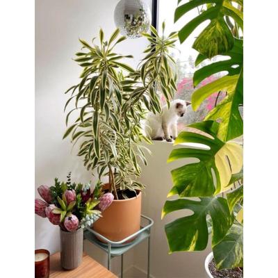 金边百合竹盆栽植物龙血树室内客厅北欧风造型绿植净化空气大植物
