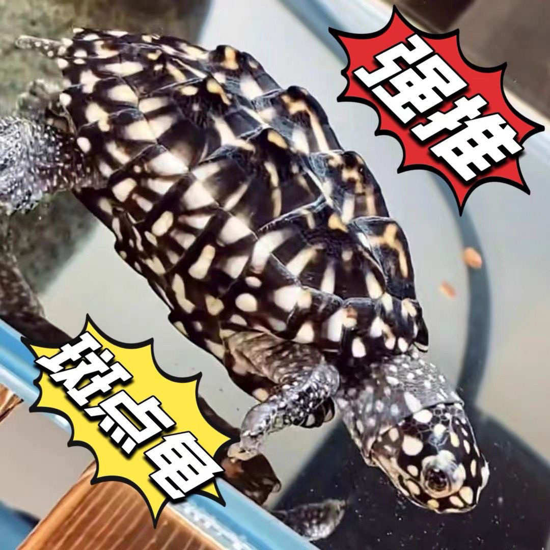 正宗斑点池龟热带斑点龟观赏宠物深水龟精致小斑点乌龟龙骨背棱龟