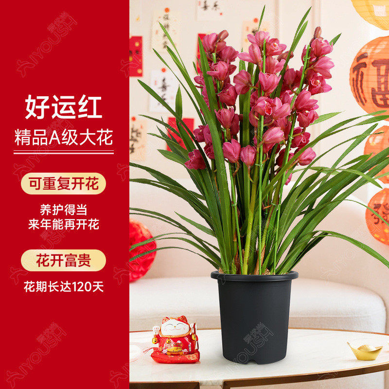 大花蕙兰盆栽直兰带花苞花剑客厅室内好养年宵花绿植喜庆花卉植物