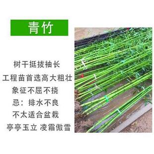 竹子苗四季青庭院植物北方耐寒紫竹苗早园竹罗汉大型毛竹户外盆栽