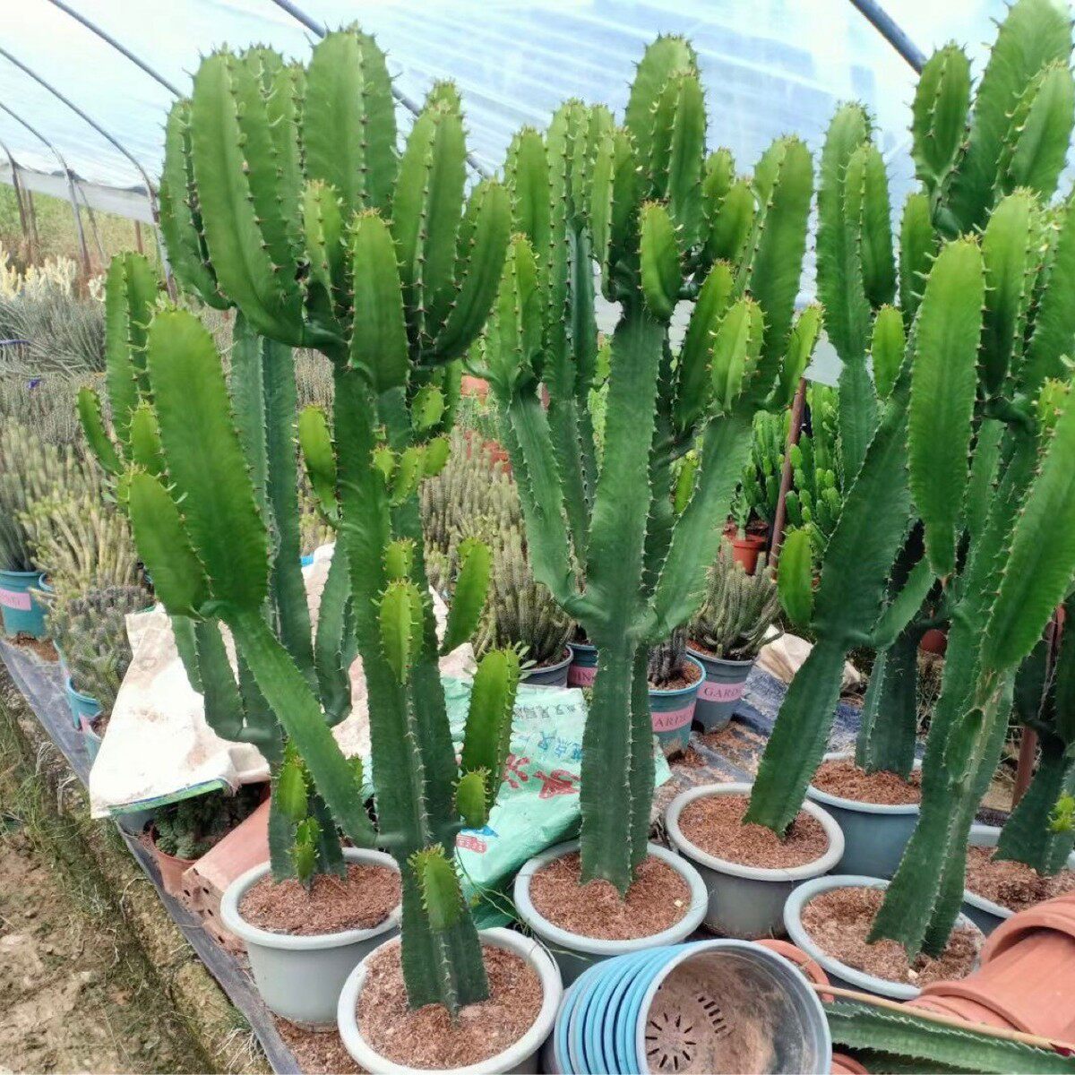 大戟阁仙人球仙人球基地直发景观造景沙生植物