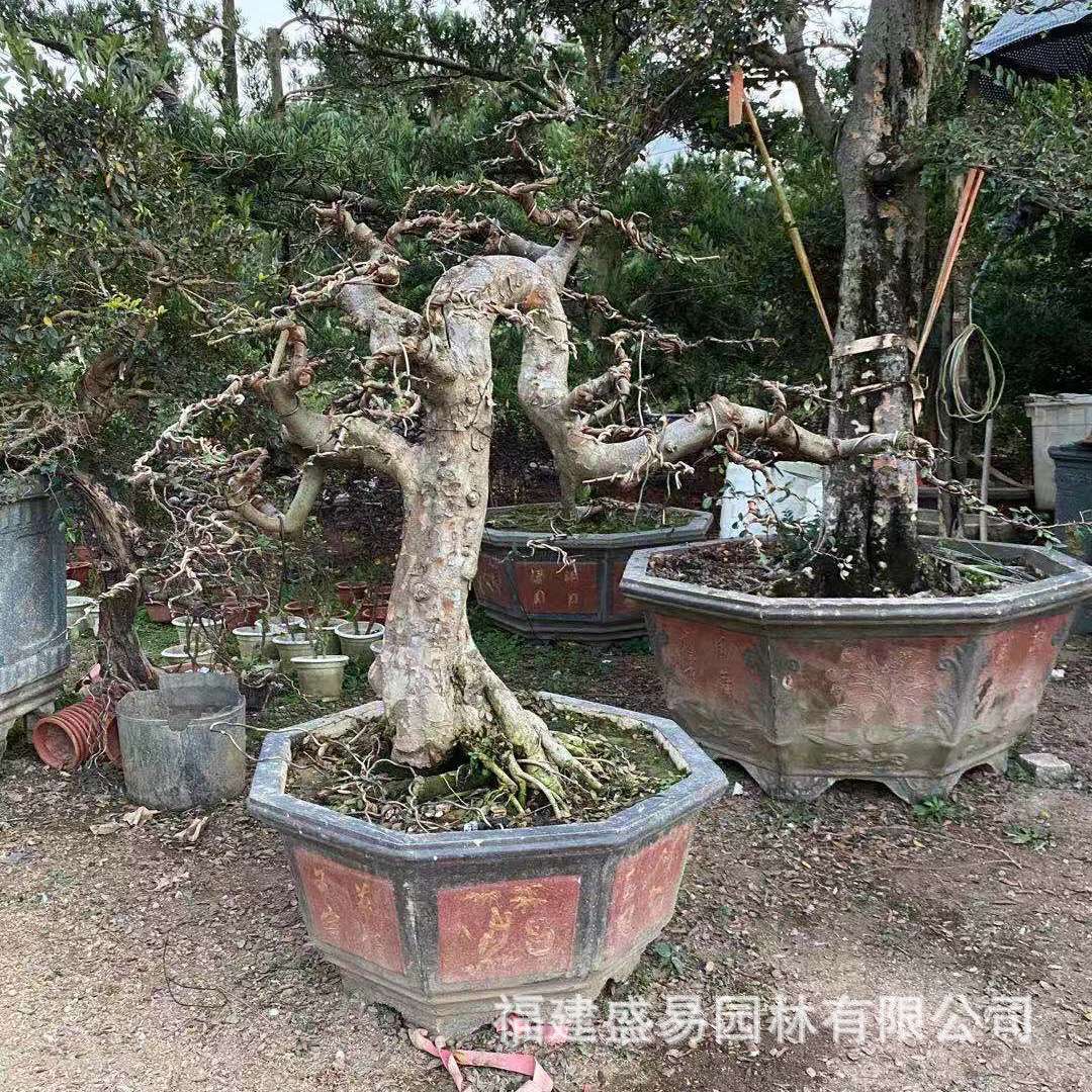 福建盆景榆树造型漳州榔榆古桩供应基地榆树桩头价格榆树桩
