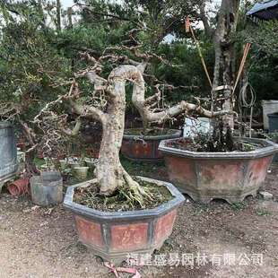 福建造型榆树盆景漳州榔榆古桩供应基地榆树桩头价格榆树桩