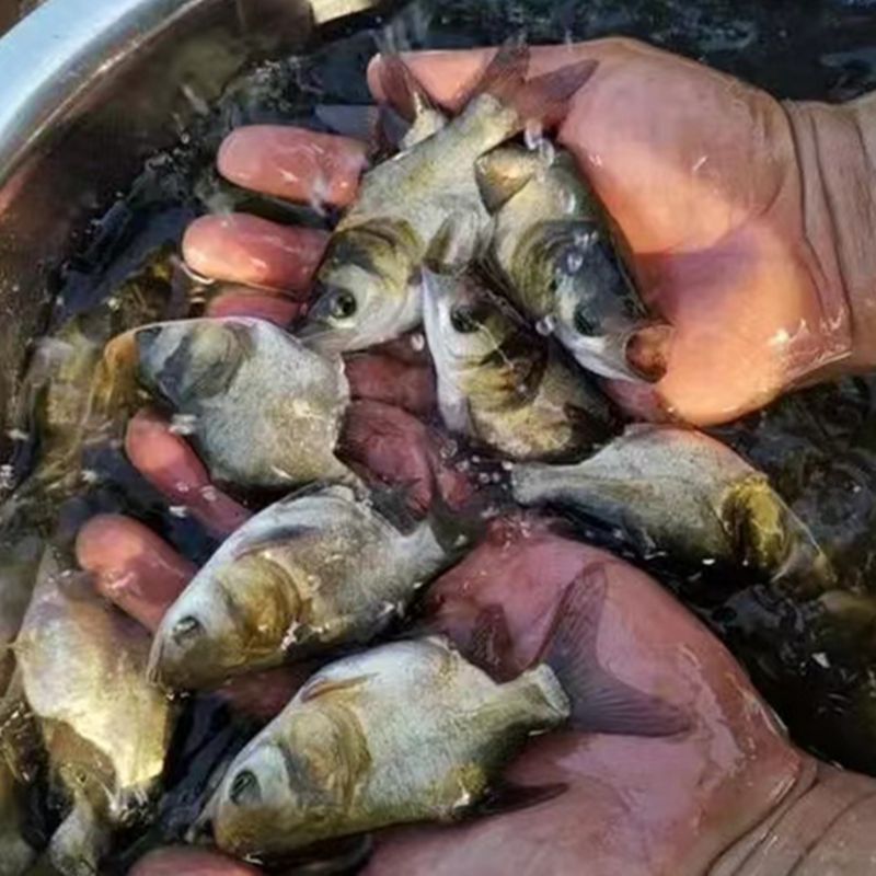 缩骨大头鱼苗锁骨鲢骨胖头鱼苗缩骨花仙鲢鳙鱼苗淡水养殖食用批发