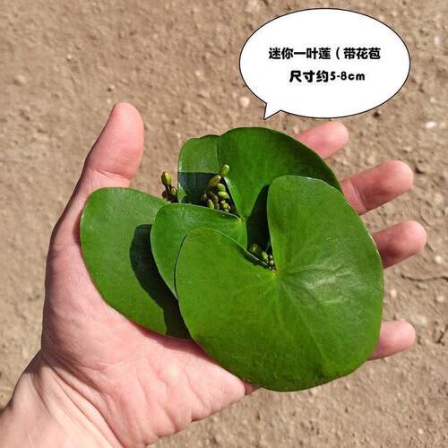 碗莲盆养鱼池莲花水水培植物池塘无土水生盆栽水养一叶莲水生水生